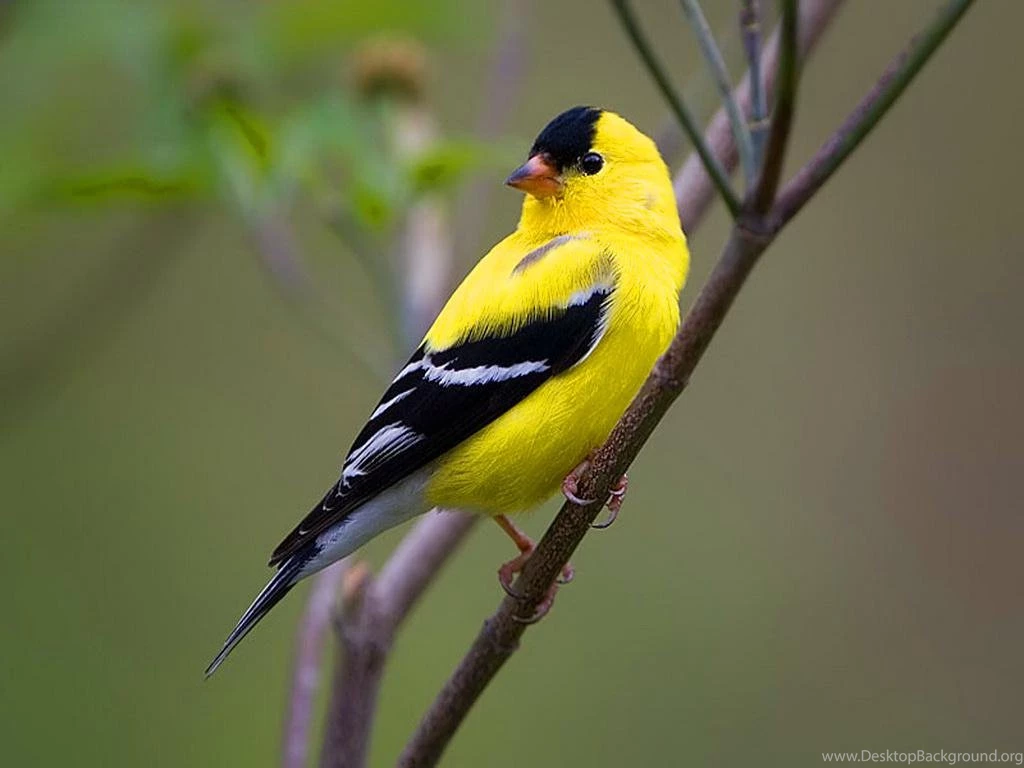 FINCH FOR ADELEG WALLPAPER   (
