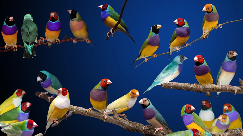 6 Gouldian Finch HD Wallpapers