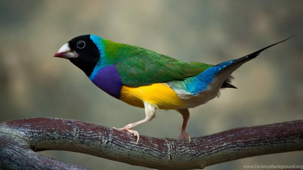 Gouldian Finches Computer Wallpapers, Desktop Backgrounds ...