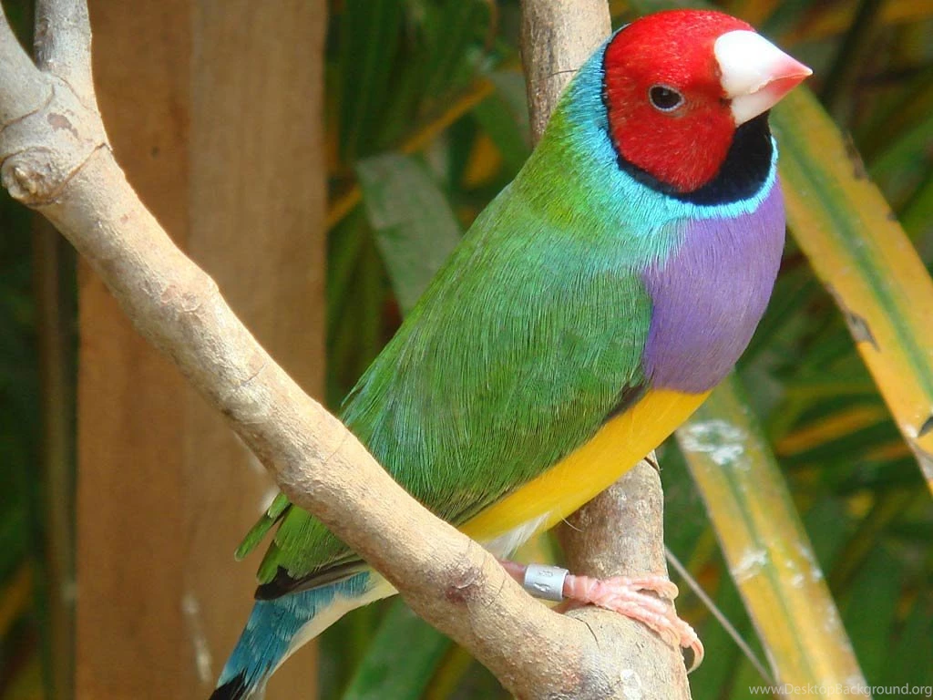 Finch Wallpapers   Animals Town