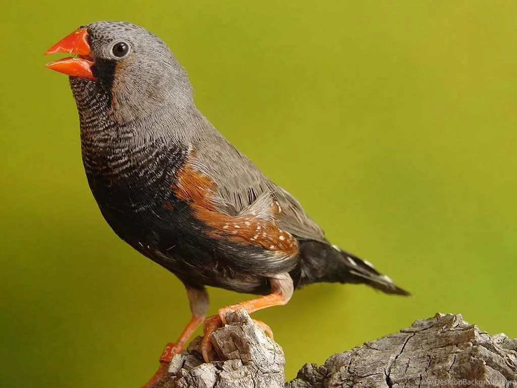 Zebra Finch Wallpapers   HD Wallpaper Backgrounds Of Your Choice