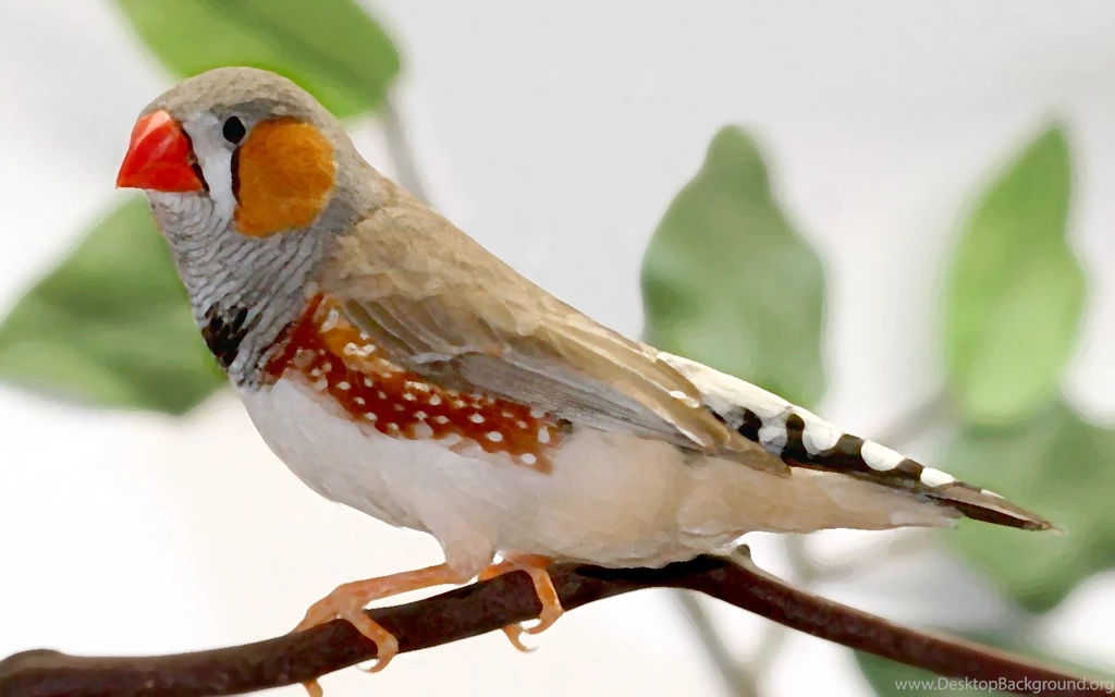 DeviantArt: More Like Zebra Finch HD Wallpapers By SgtGecko