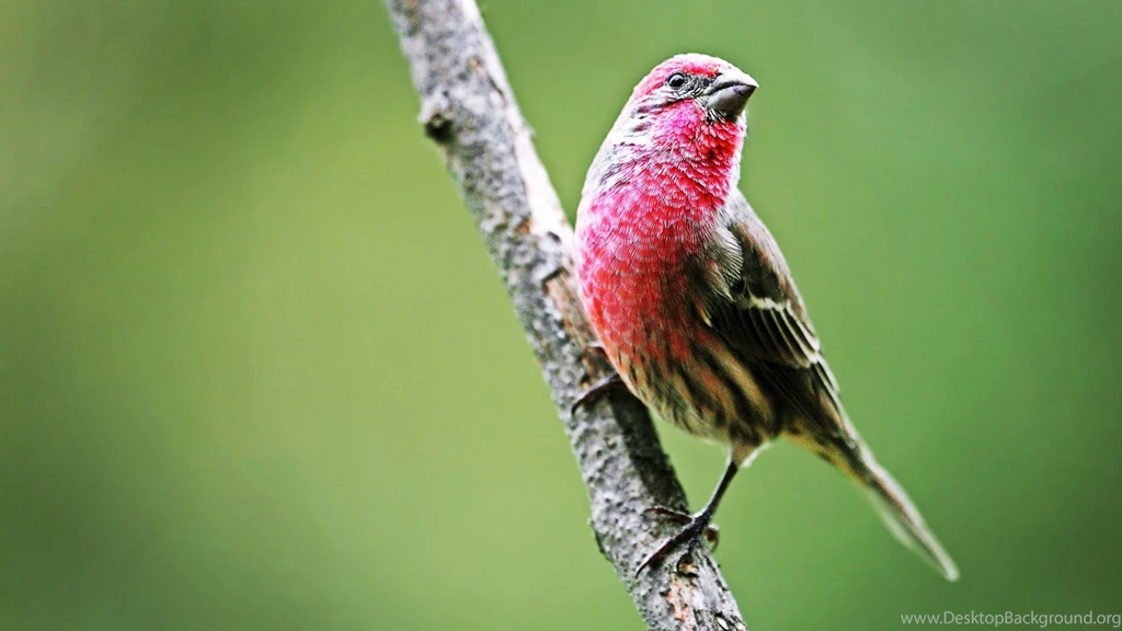 House Finch Bird Wallpapers Name House Finch Bird Category Birds ...