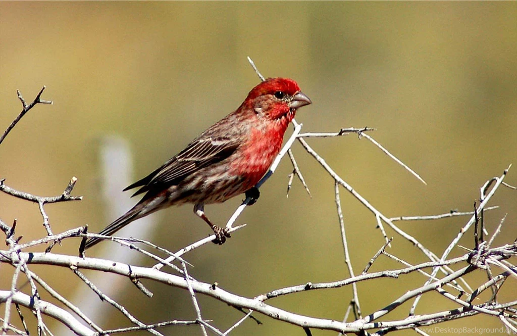 Wallpapers Collections: Finch Wallpapers
