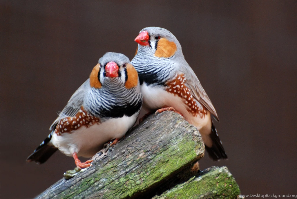 Australian Zebra Finch Photo: Two Birds Resting The Internet Bird ...