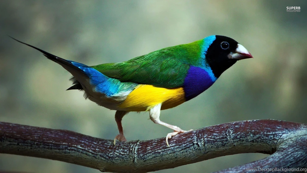 Gouldian Finch Wallpapers » WallDevil Best Free HD Desktop And ...