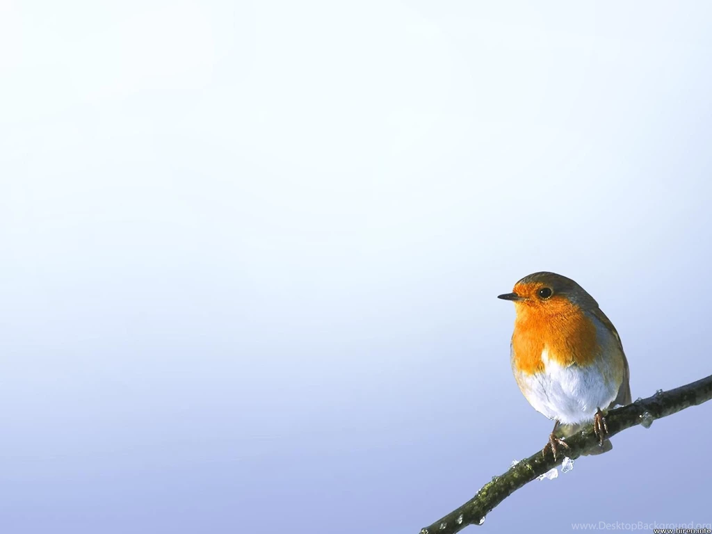 Wallpapers Collections: Finch Wallpapers