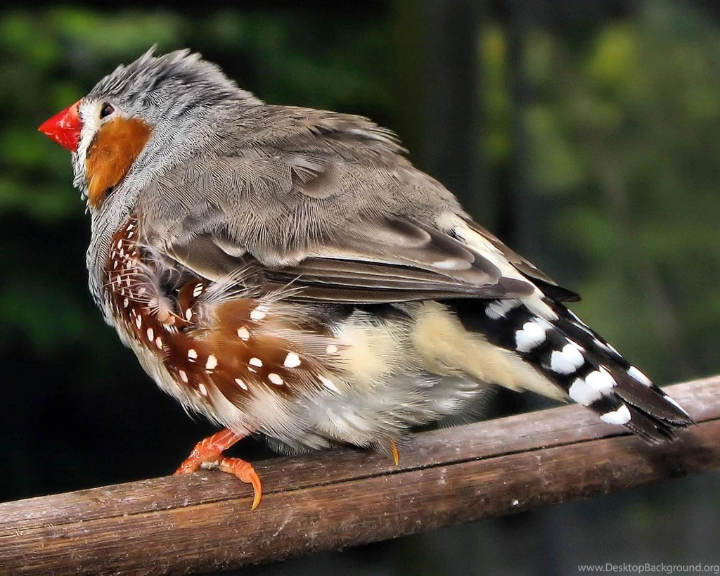 Free Zebra Finch Wallpapers Animals Town