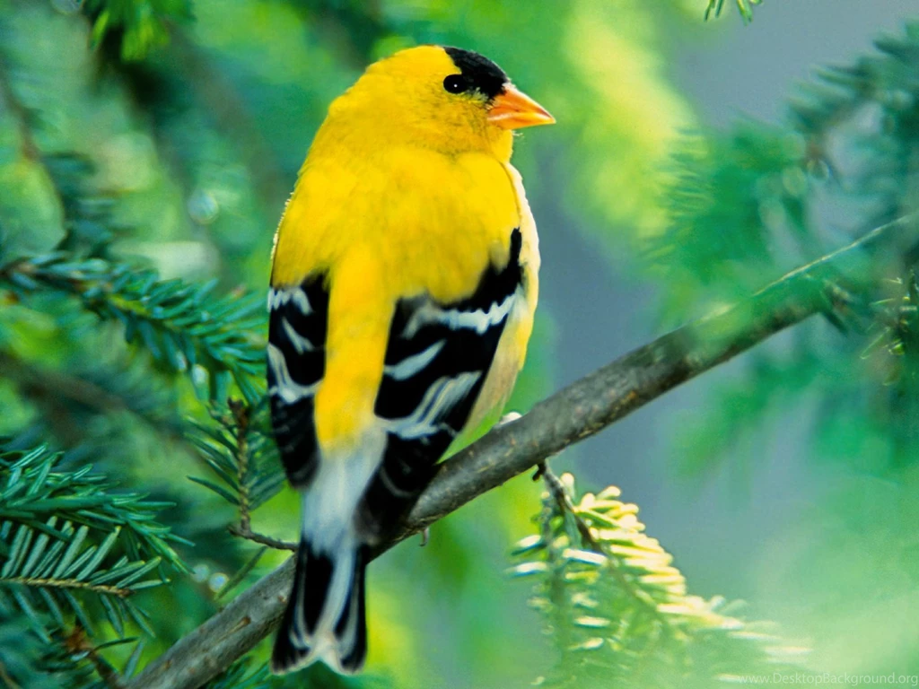 Gold Finch Wallpapers