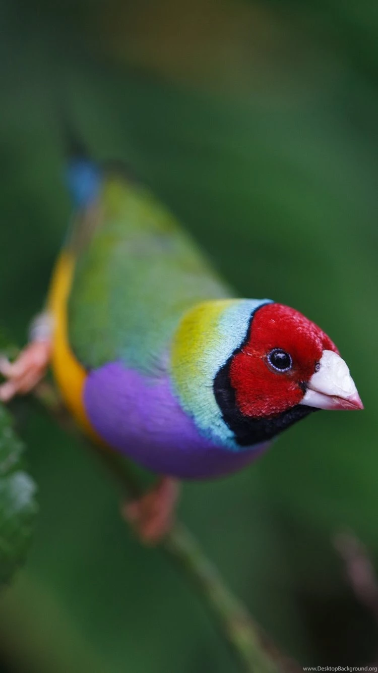 iPhone 6 Animal/Gouldian Finch Wallpapers ID: 440285