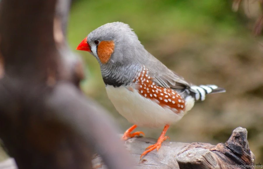 Zebra Finch HD Images