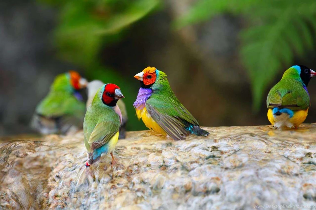 Gouldian Finch Bird Wallpapers HD For Desktop Best Collection