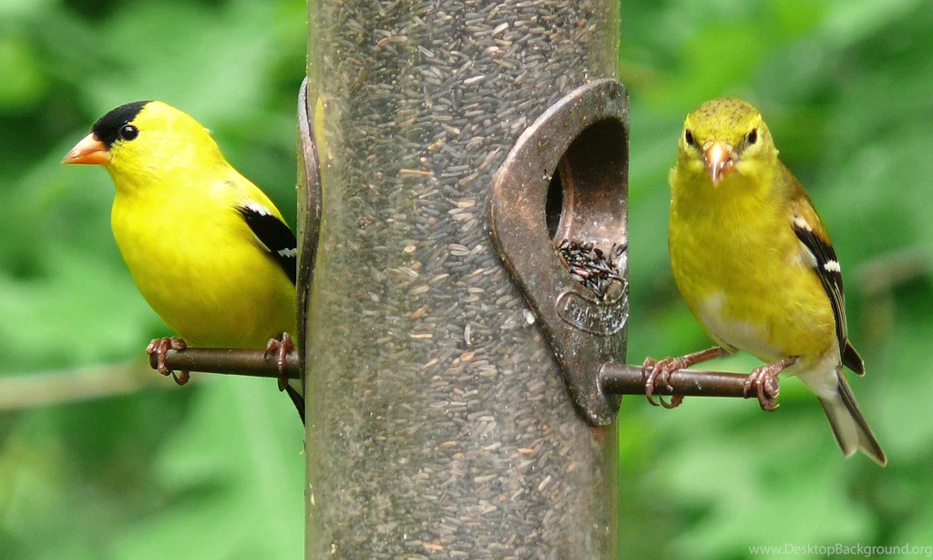 Gold Finch Wallpapers