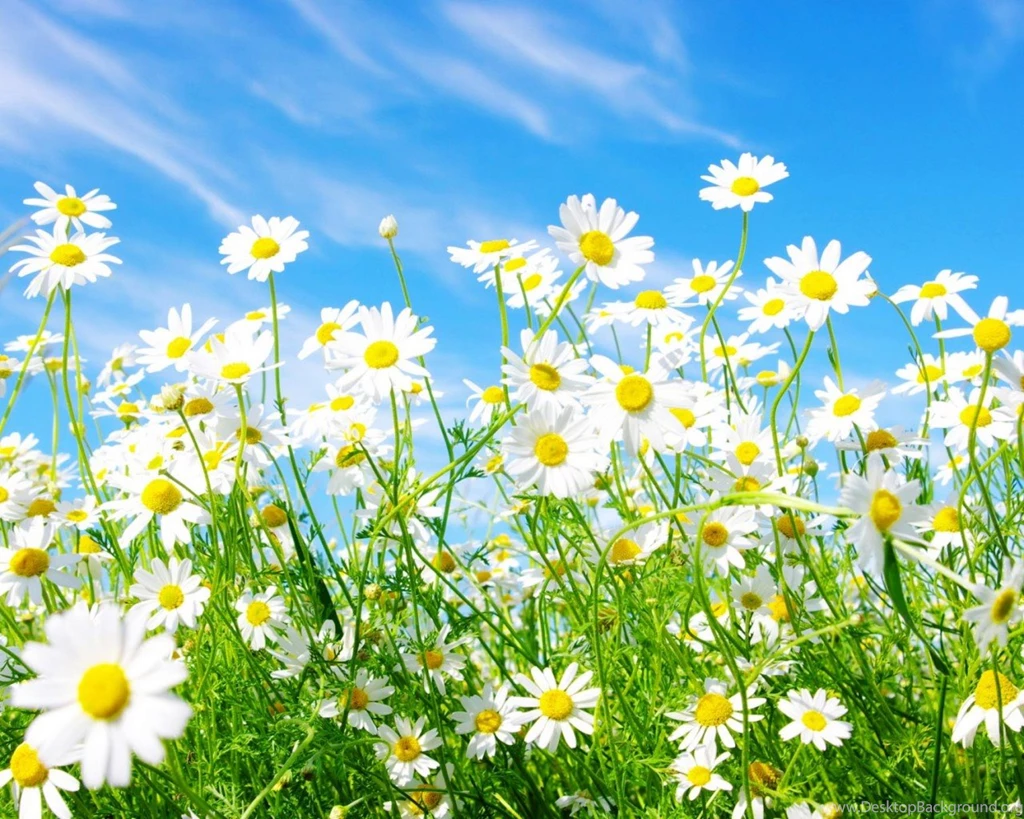Peace, Love & Daisy Chains