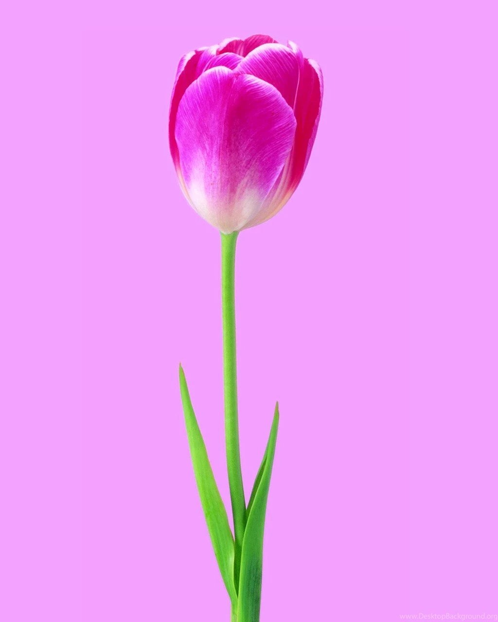 The Second Series Of The Vertical Screen Flower Photo 40456 ...