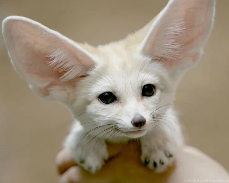 Http://wallpaperskd.com/wallpapers/2012/10/White desert fox ...