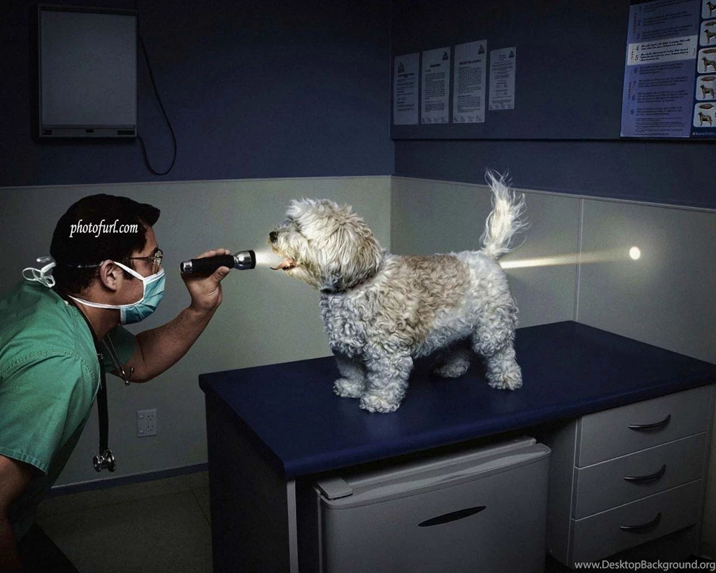 Hd Free Funny Dog Images 3d Hd Pictures.
