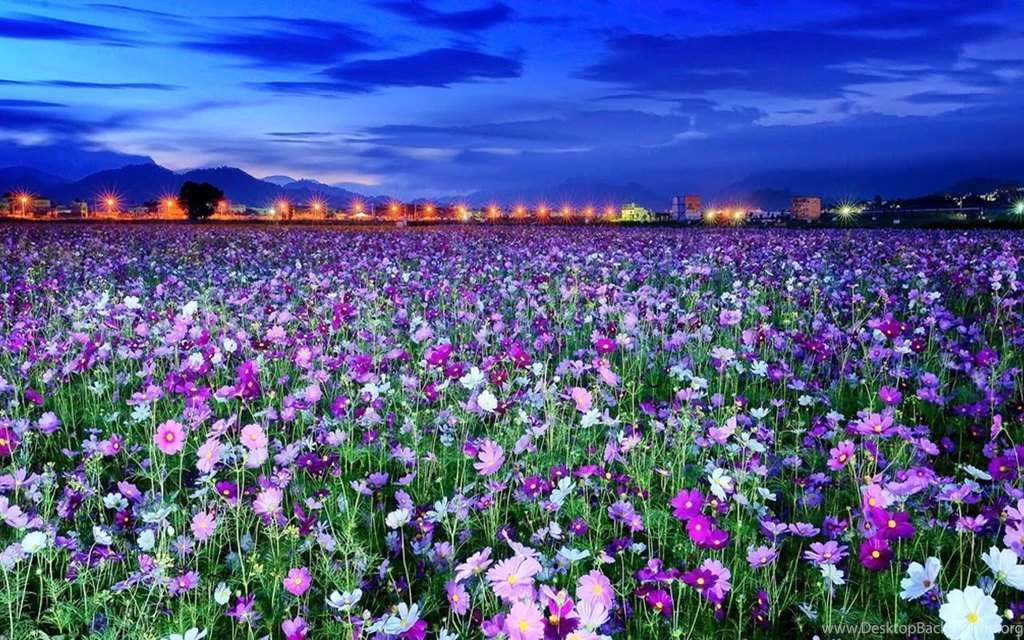 30+ Beautiful Flowers Wallpapers