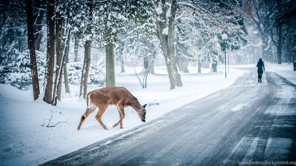 Deer And Winter Desktop Wallpapers Full HD