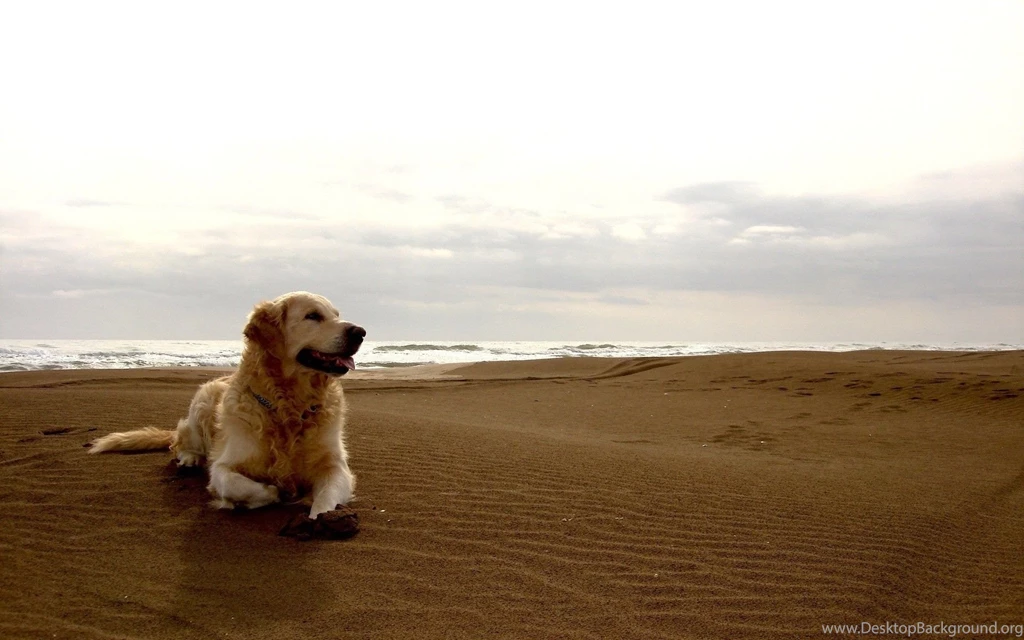 Desktop Pictures Of A Golden Retriever Dog Wallpapers
