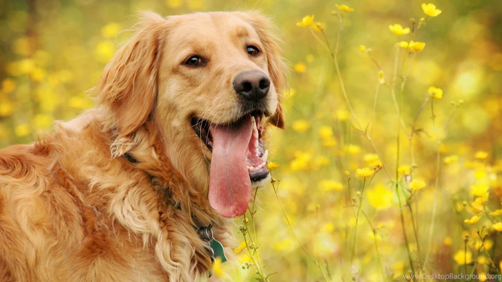 Spring Season Golden Retriever 4k Wallpapers