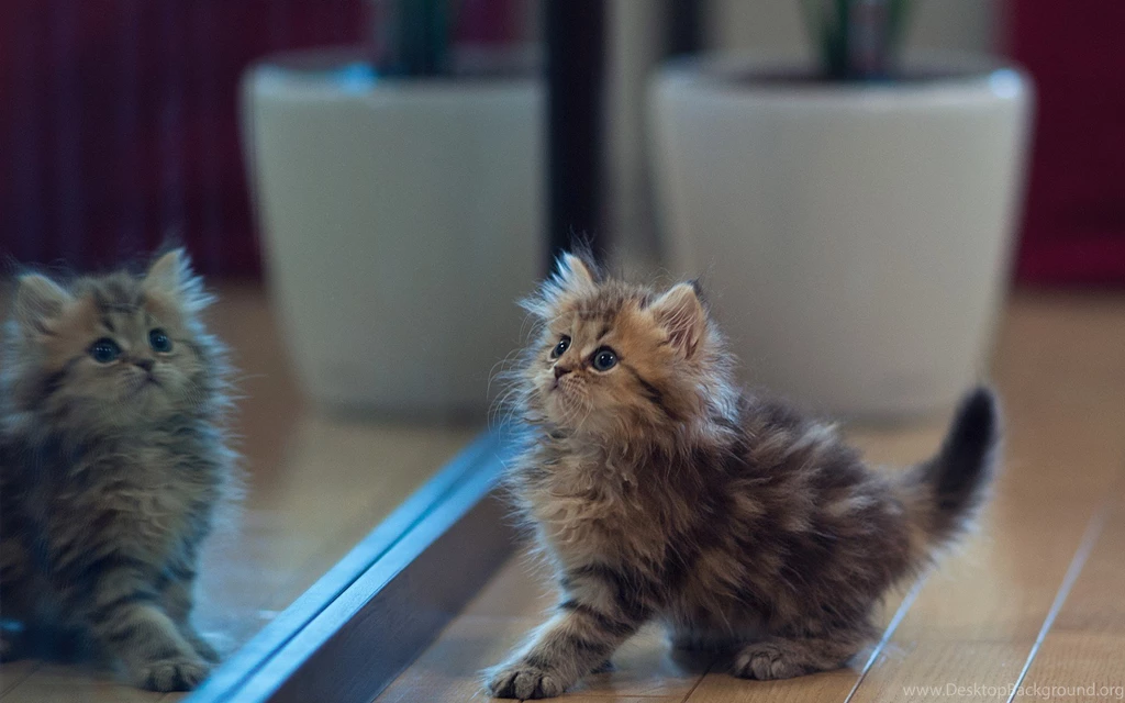Brown Kitten, Mirror, Potted Plant, House, Wooden Floor, HD ...