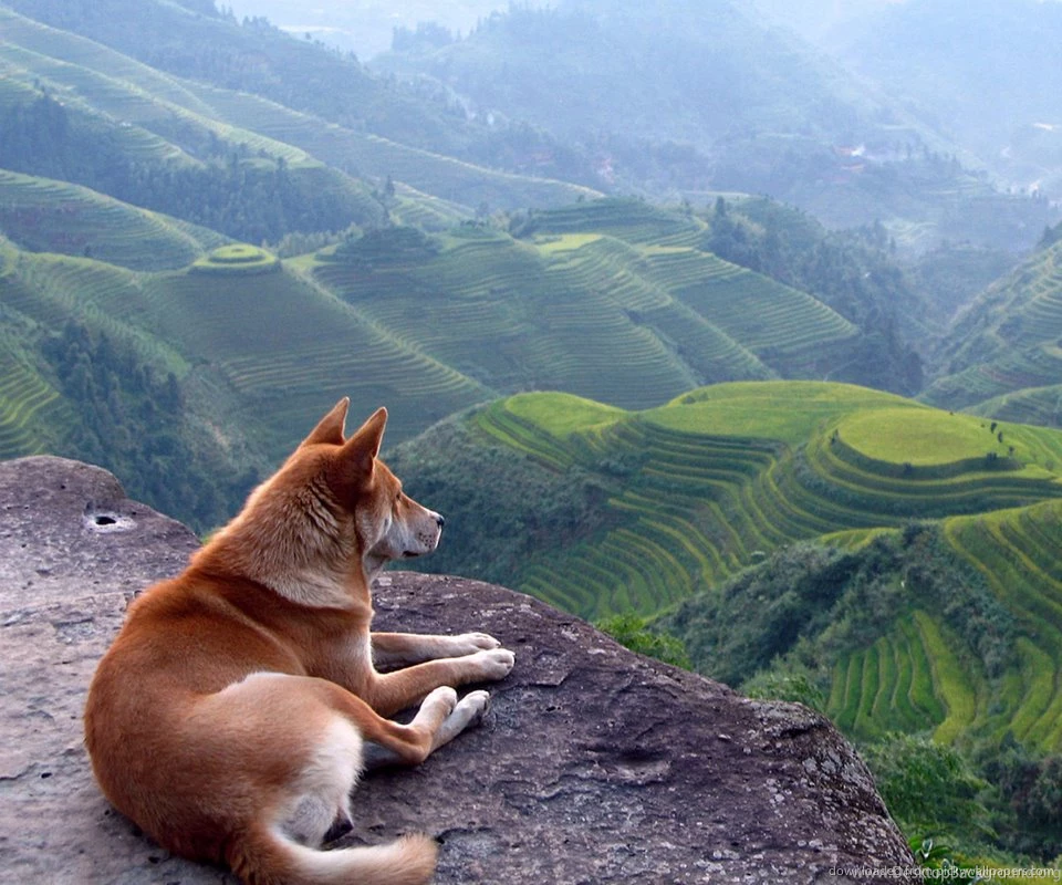 Download Just A Dog Enjoying The Scenery Wallpapers For Samsung Epic