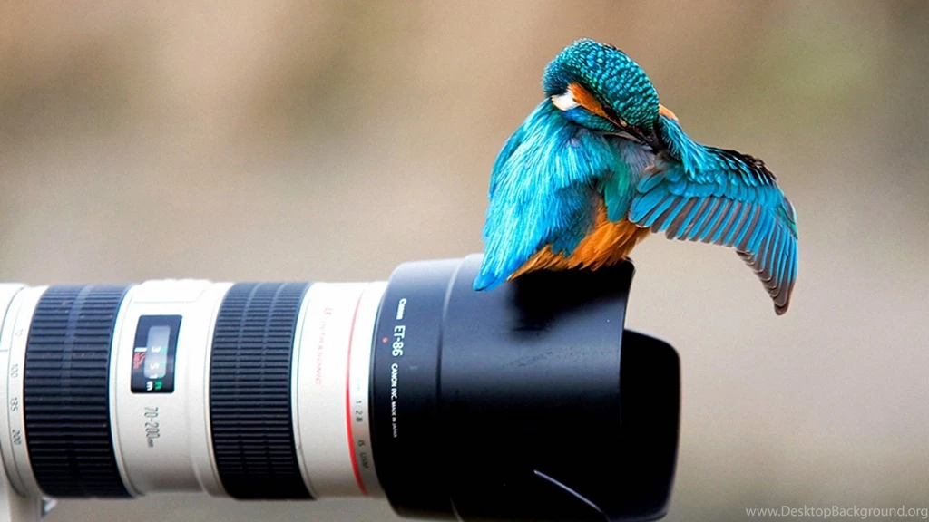 Kingfisher On The Camera Lens Wallpapers