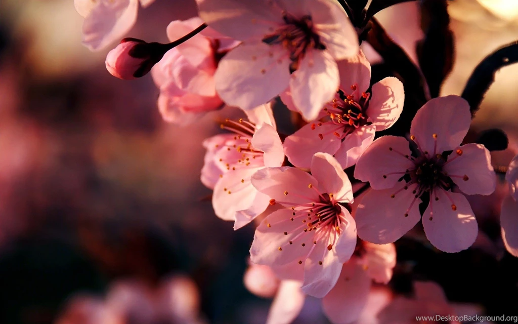 Flower Hd Wallpapers Free Download