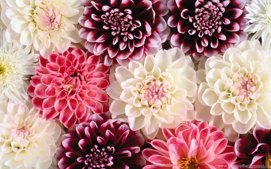 Desktop Flower Images Hd 3d Hd Pictures.