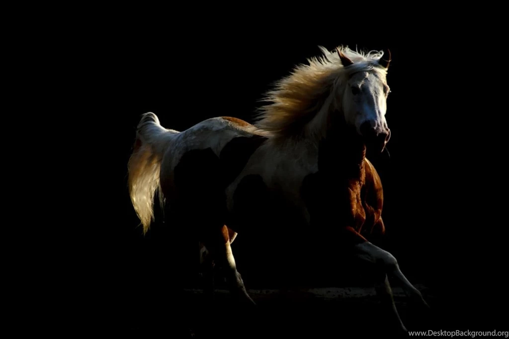 Andalusian Horse Computer Wallpapers