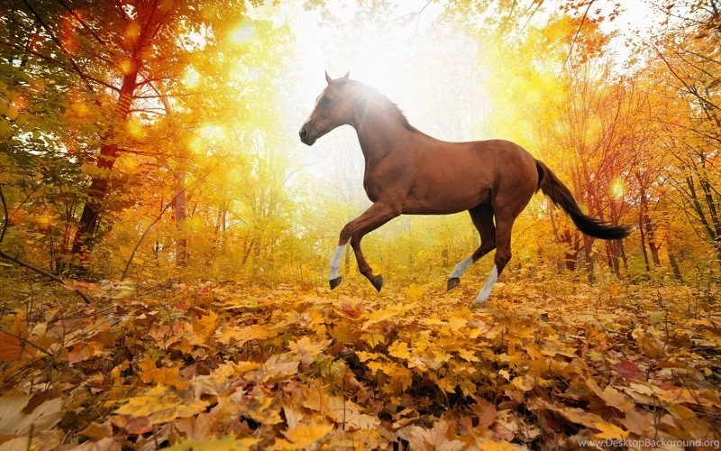 Nature Forest Leaves Fall Horse Free Desktop Backgrounds And ...