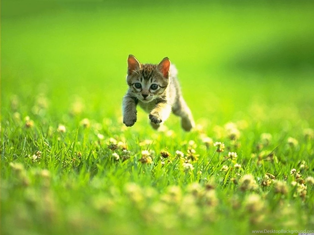 Run Baby Run