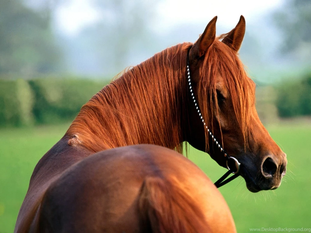 Fire Horse Cool Wallpapers Desktop Desktop Backgrounds For Free Hd ...