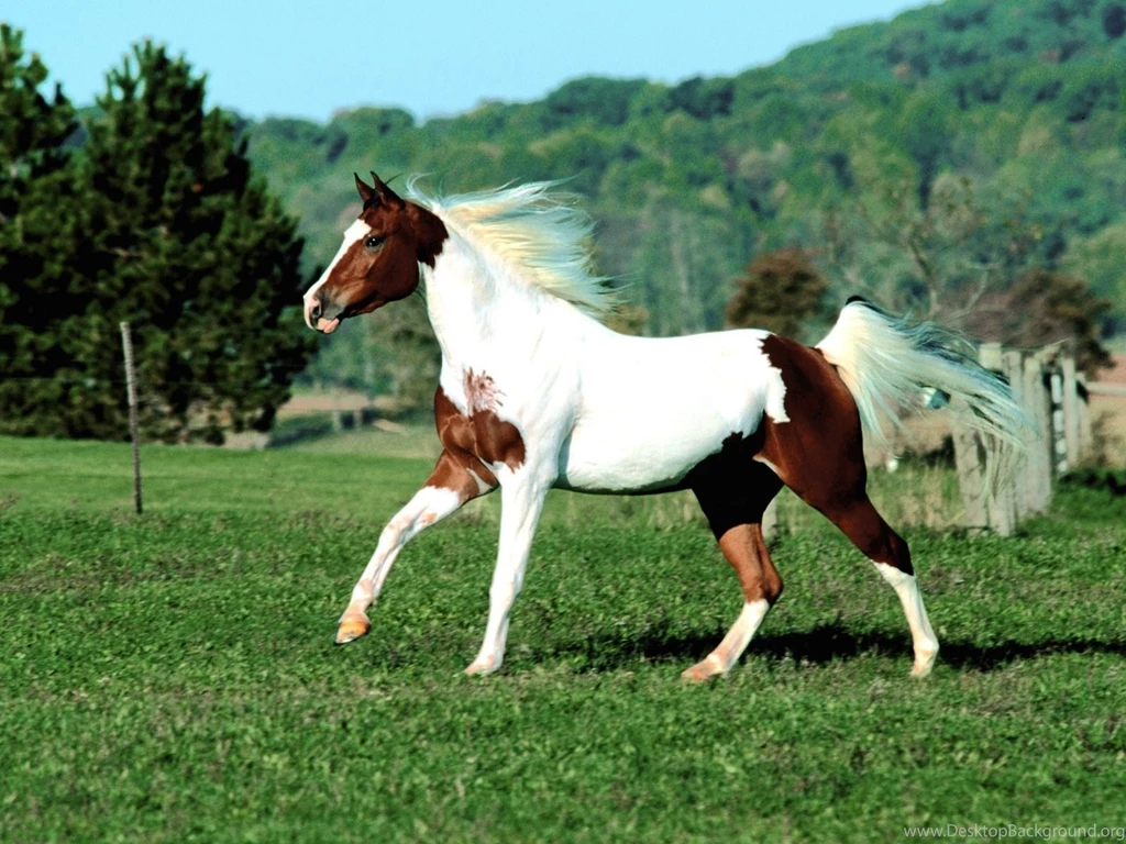 Paint Horse Wallpapers HD