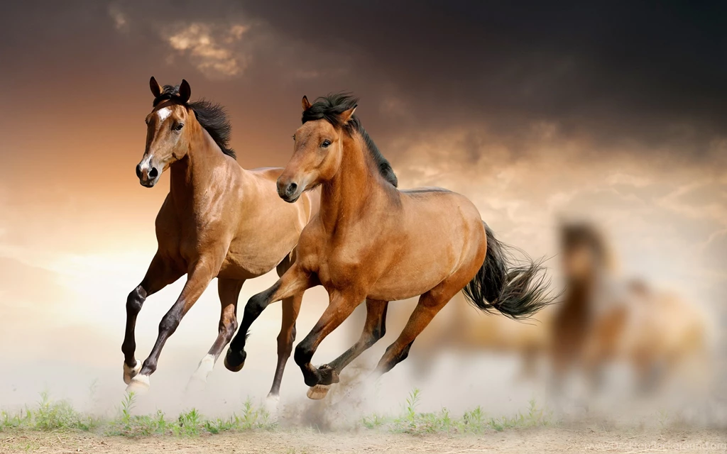 Running Horse Wallpapers HD Desktop Backgrounds