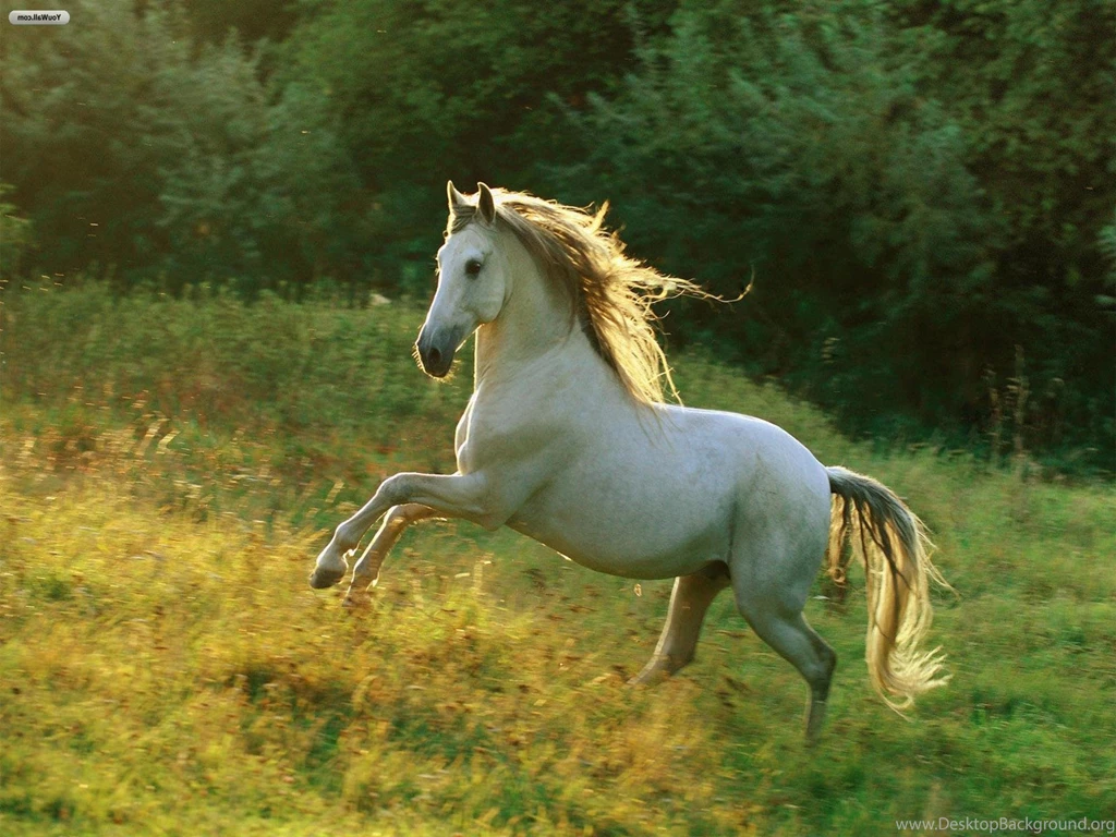 Horse Running Hd Free Desktop Wallpapers   Free Hd Wallpapers