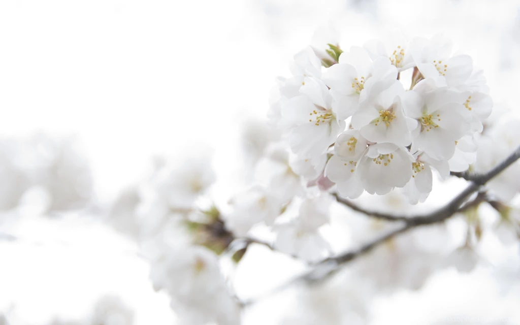 749830 Beautiful White Wallpapers
