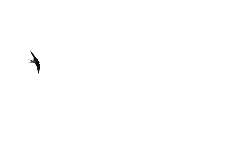 White Backgrounds Image