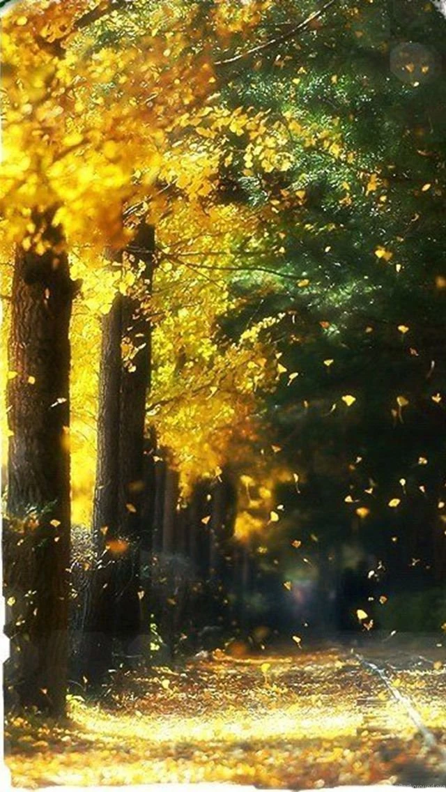 Autumn Wallpapers For Iphone 5