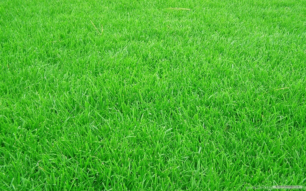Grass Wallpapers