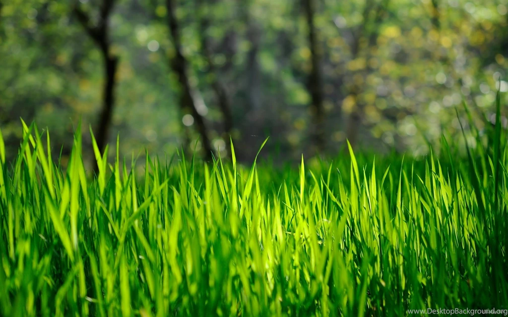 Spring Grass HD Desktop Wallpapers