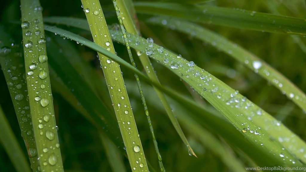 Desktop Wallpapers · Gallery · Nature · Dew On The Grass