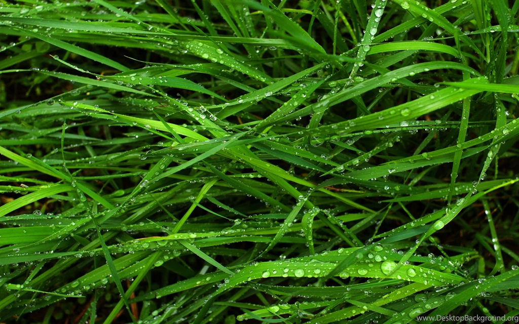 Green Grass Drops Desktop Hd Wallpapers Free Download