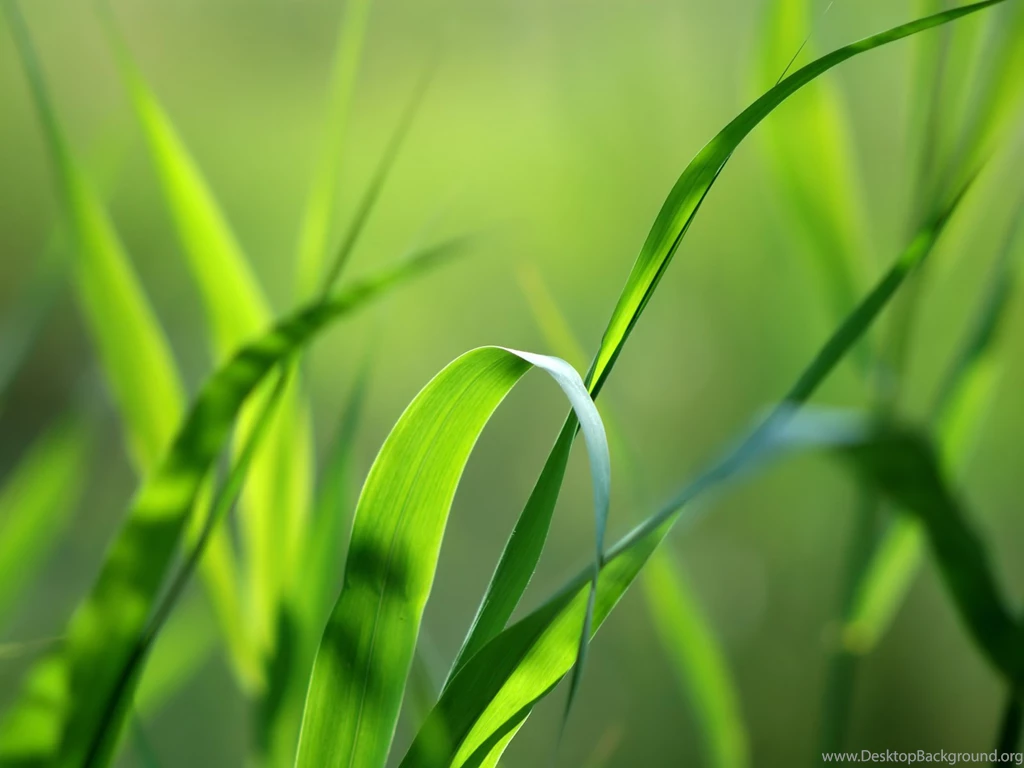 Grass Pictures Wallpapers Desktop