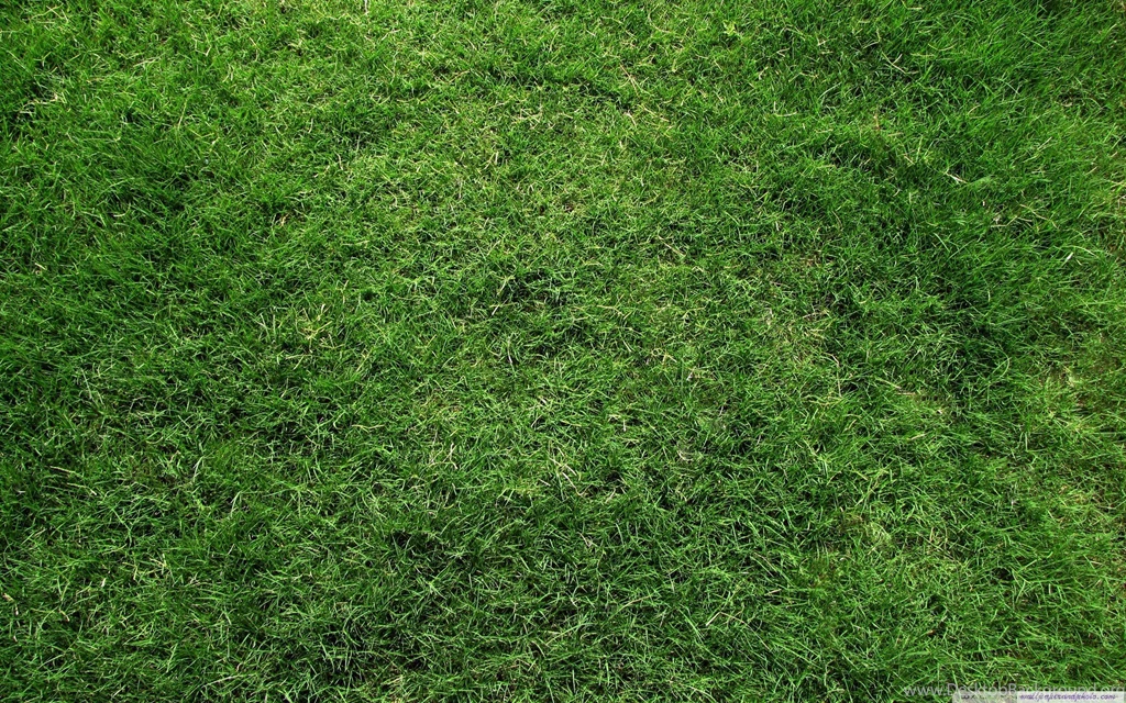 Grass, Sunset HD 16:9 16:10 Desktop Wallpapers
