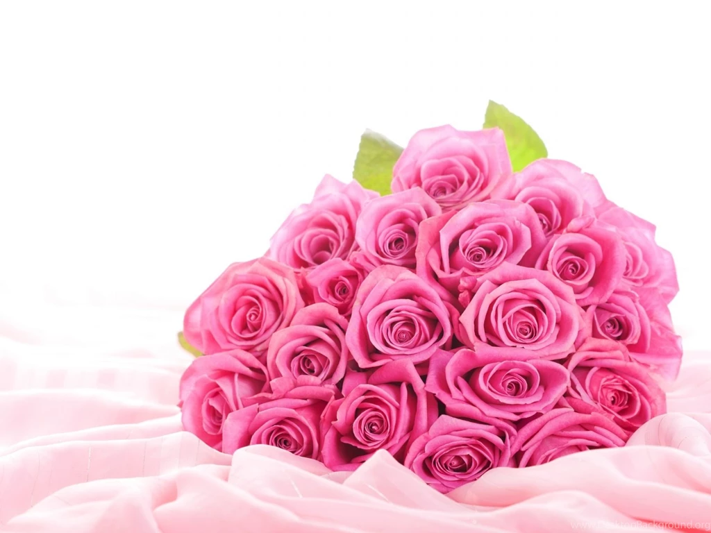 Pink Roses That Spread Happiness And Joy Picsy Buzz