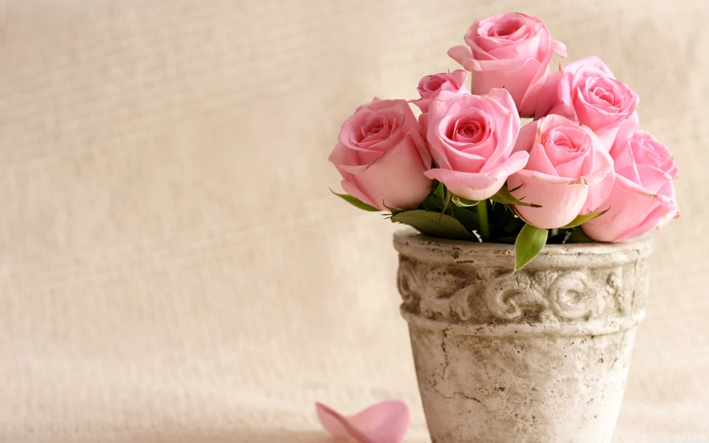 Pink Rose Wallpapers