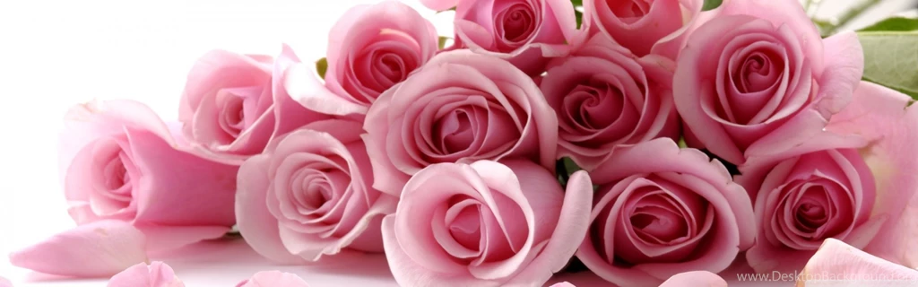 Pink Roses Images