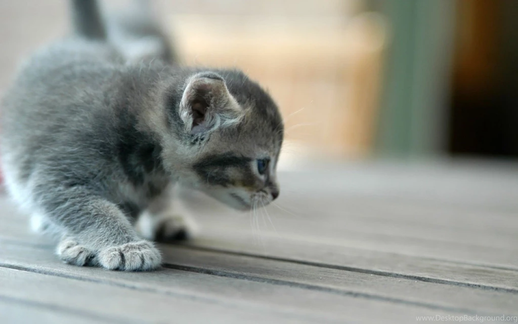Wallpapers Animal Pet Puppy Awesome 57 1440 X 900 Animals Pets ...